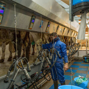 Salle de traite, récolte du lait et équipement de traite